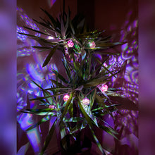 Load image into Gallery viewer, StringGeo || 3D printed LED String Lights