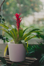 Load image into Gallery viewer, GlowyPot Kickstarter Reservation