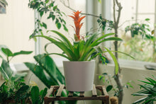 Load image into Gallery viewer, GlowyPot Kickstarter Reservation