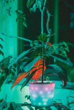 Load image into Gallery viewer, GlowyPot Kickstarter Reservation
