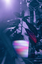 Load image into Gallery viewer, GlowyPot Kickstarter Reservation